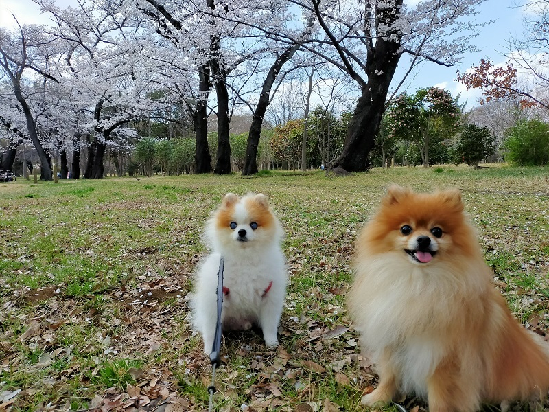 都立公園でお花見