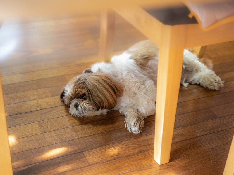 フローリングで寛ぐ愛犬