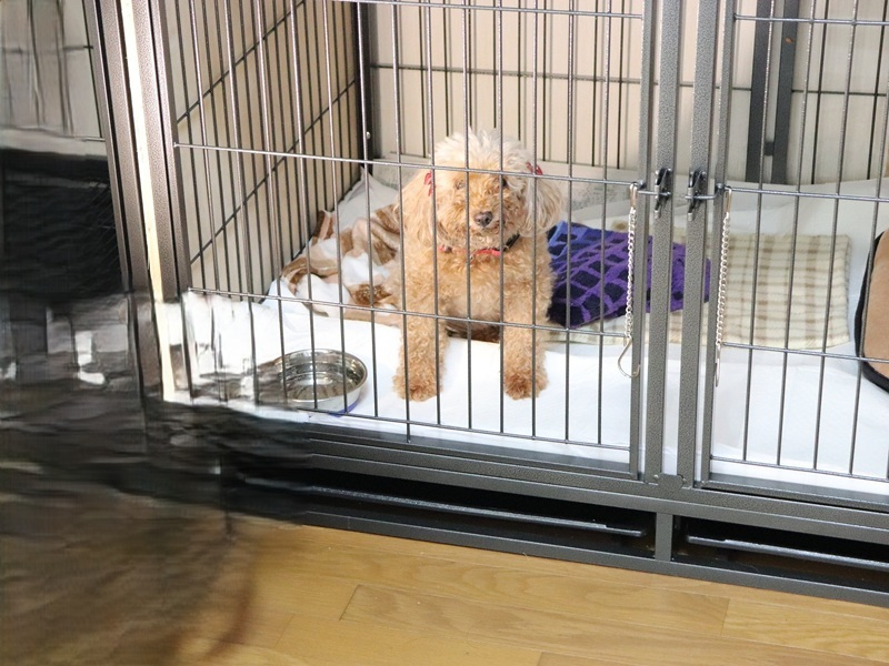ペットおあずかりセンターを利用された患者さんの愛犬(写真提供YPH) ペットおあずかりセンターを利用された患者さんの愛犬(写真提供YPH)