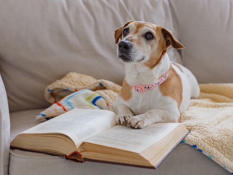 dog-book